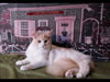 LapCats Cameo Maine Coon Stud